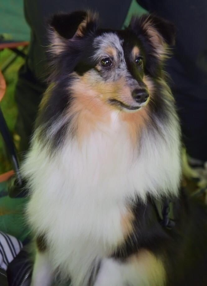 Oxygène De L'Odyssée Des Shelties