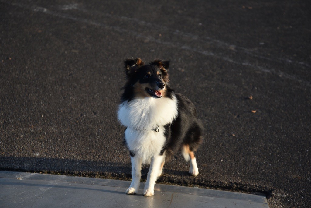 Rock'n'roll De L'Odyssée Des Shelties