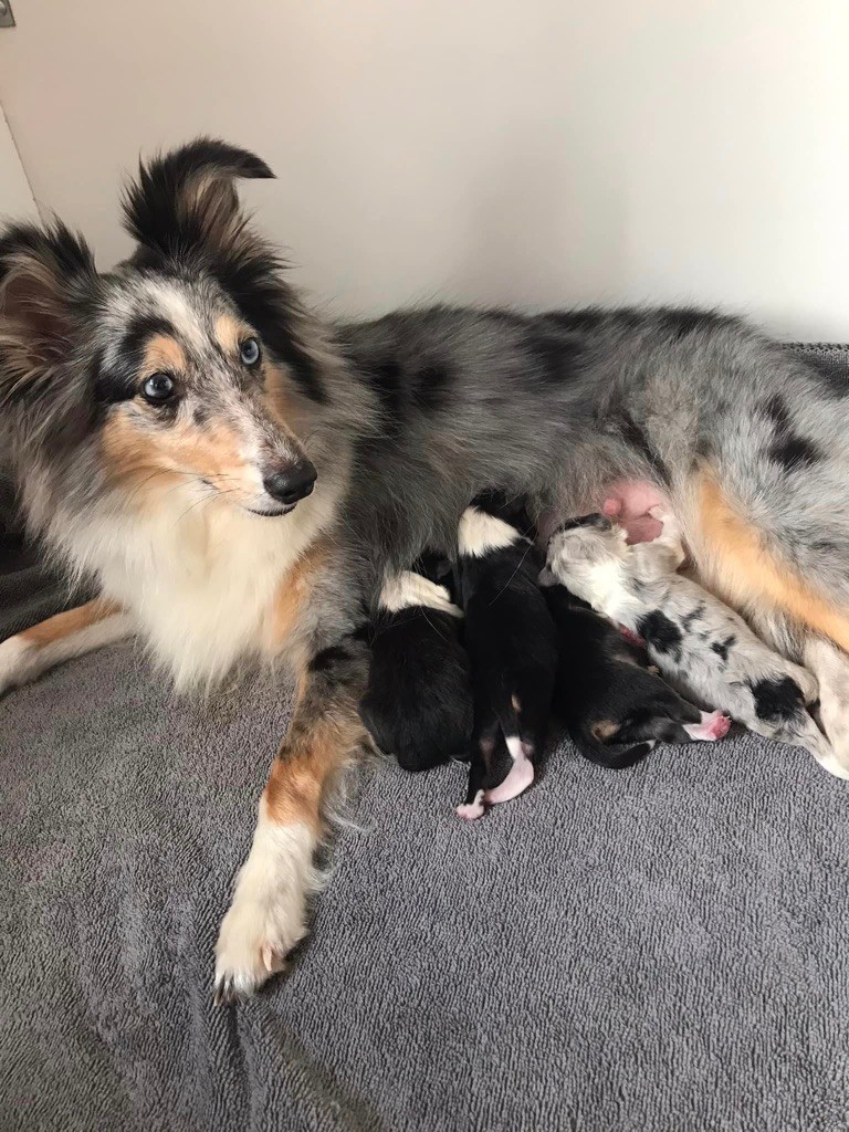 chiot Shetland Sheepdog De L'Odyssée Des Shelties