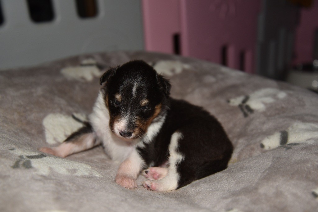 De L'Odyssée Des Shelties - Chiot disponible  - Shetland Sheepdog