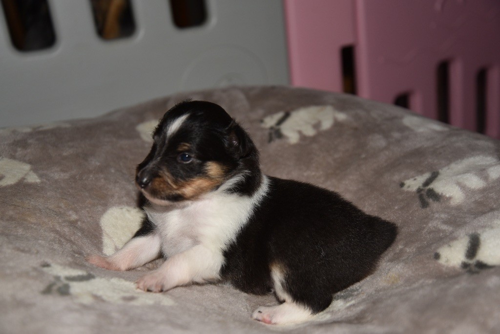 De L'Odyssée Des Shelties - Chiot disponible  - Shetland Sheepdog