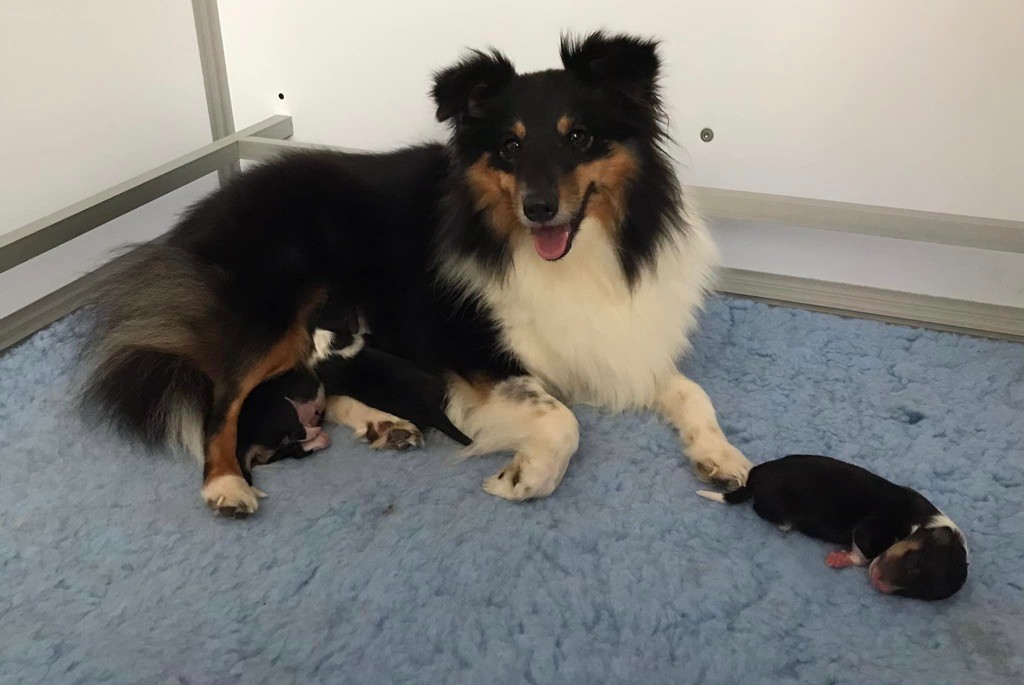 chiot Shetland Sheepdog De L'Odyssée Des Shelties