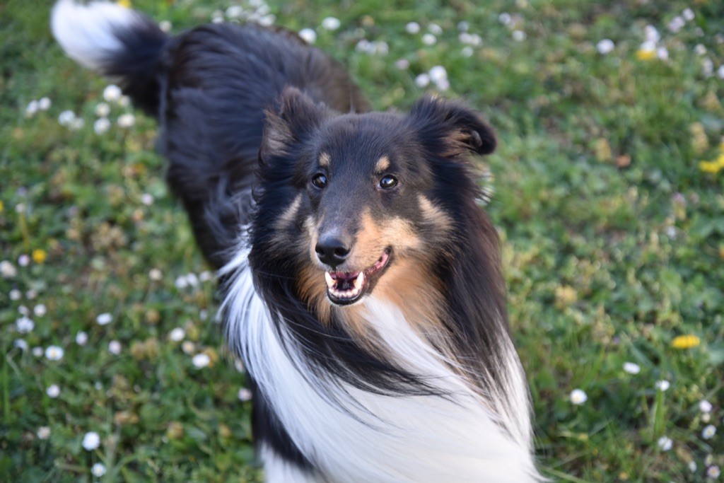 Odyssey De L'Odyssée Des Shelties